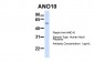 TMEM16K antibody - C-terminal region